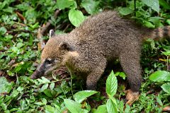 14 Coati Is A Nuisance Snatching Food At Iguazu Falls Argentina.jpg